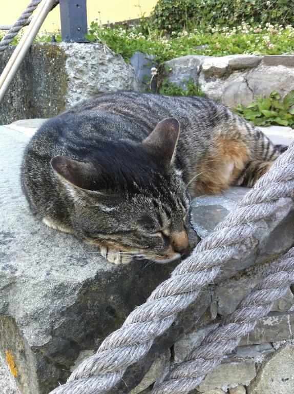 Impronte Nel Bosco Bed and Breakfast Calice al Cornoviglio Εξωτερικό φωτογραφία